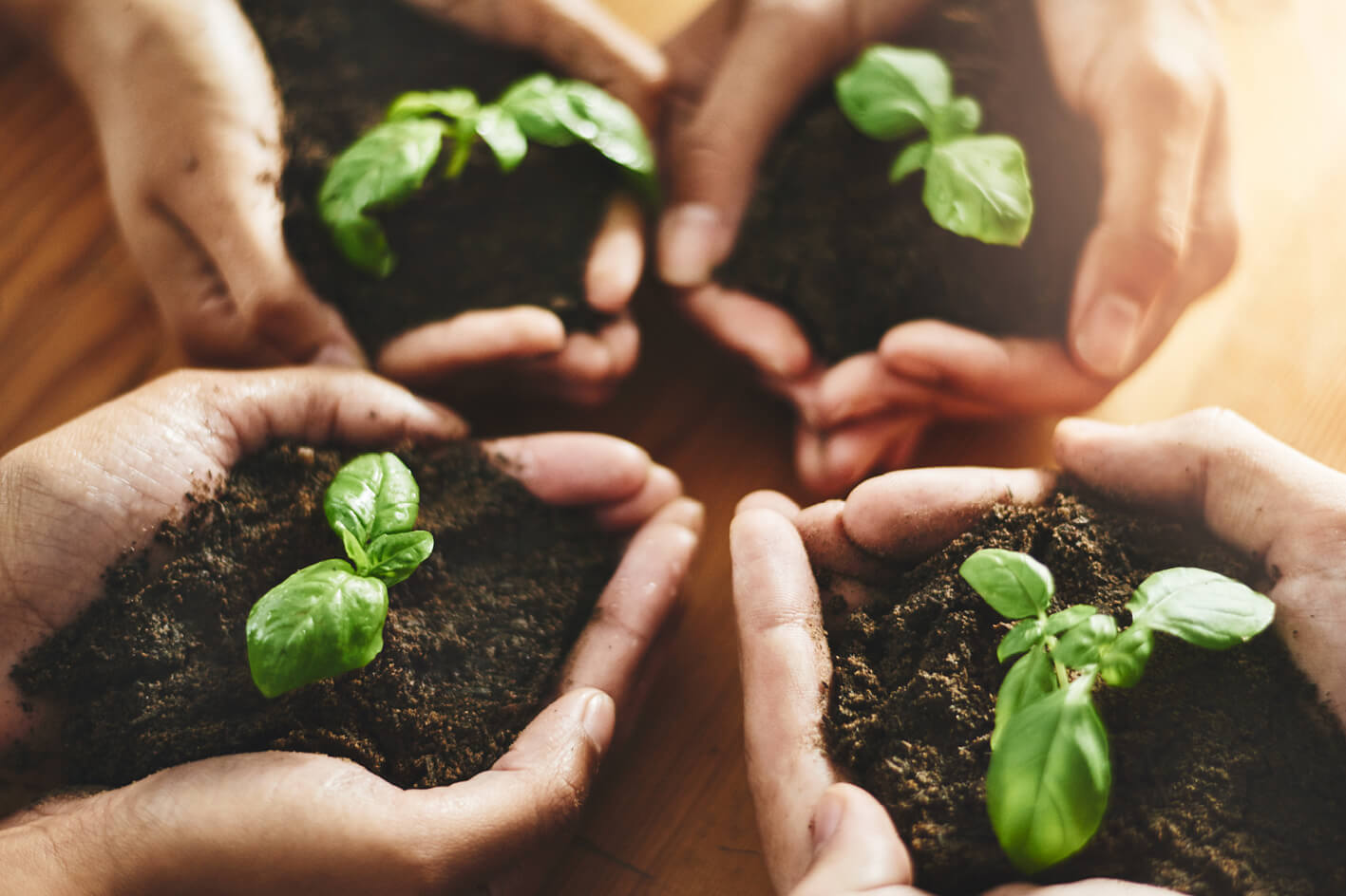 Hands Holding Soil With Small Plants In It